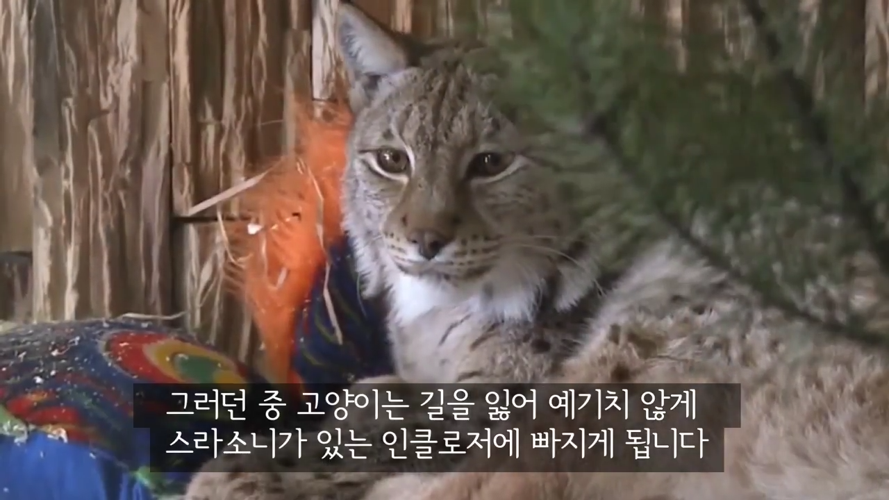 스라소니(고양이과 맹수)가 사는 동물원 우리에 빠진 길고양이.jpg | 인스티즈