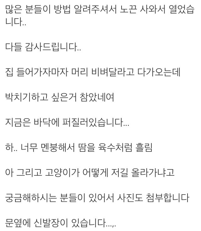 하.... 고양이가 또 대형사고 쳤네여...ㅠㅠ | 인스티즈