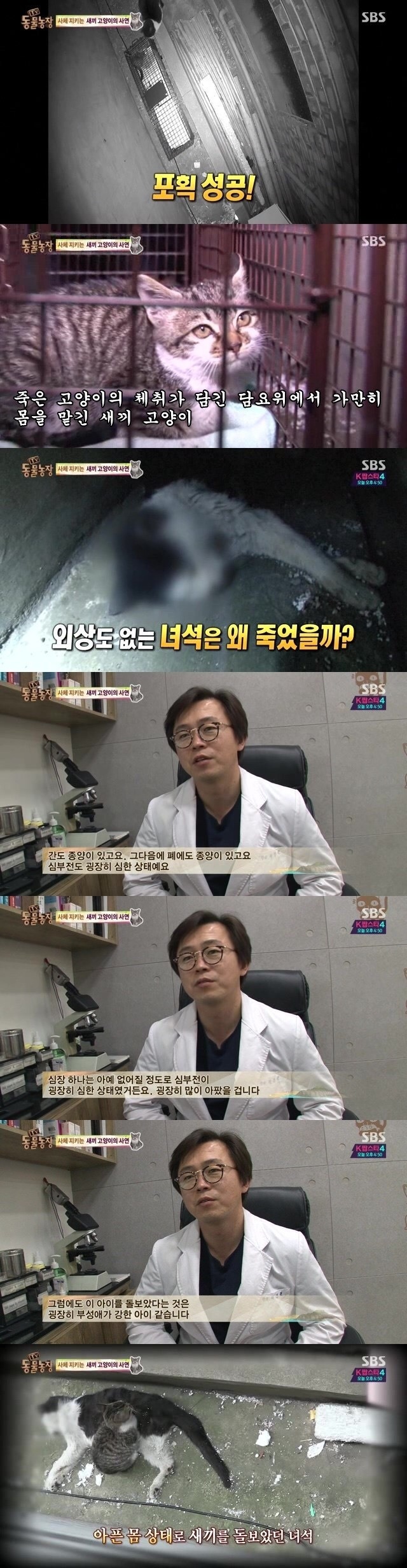 양아버지를 잃은 고양이ㅠㅠ | 인스티즈