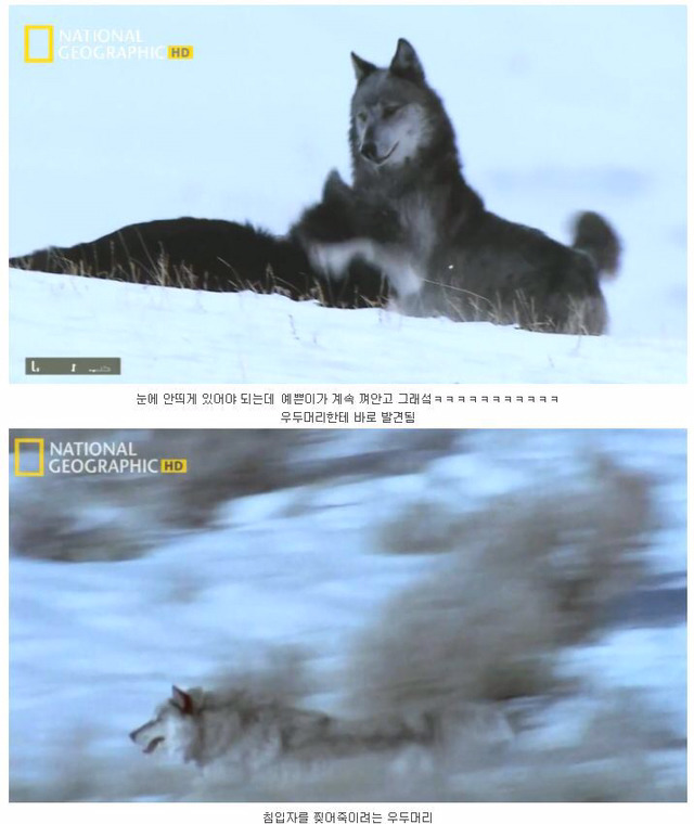 떠돌이 검은 늑대의 사랑.jpg | 인스티즈