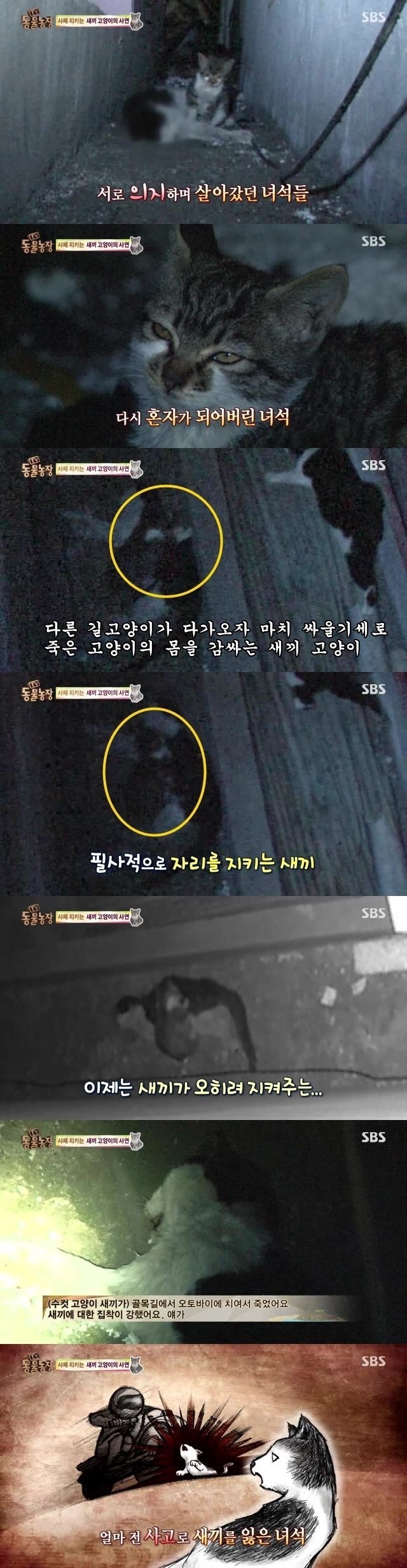 양아버지를 잃은 고양이ㅠㅠ | 인스티즈