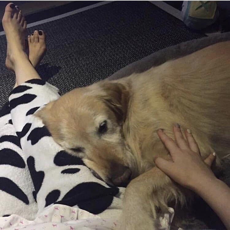 대전 동물 병원에서 ^수면 마취제^랑 ^^^안락사 약^^^이랑 헷갈린 의사 | 인스티즈