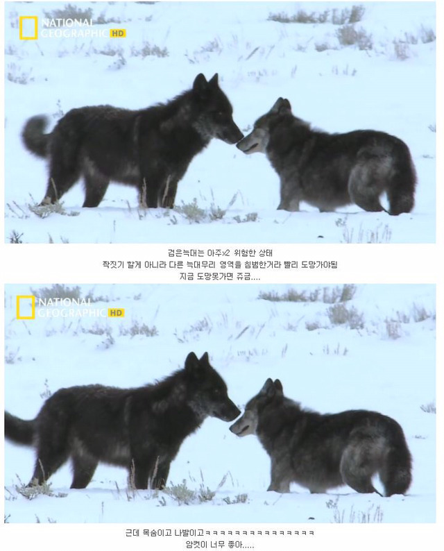 떠돌이 검은 늑대의 사랑.jpg | 인스티즈