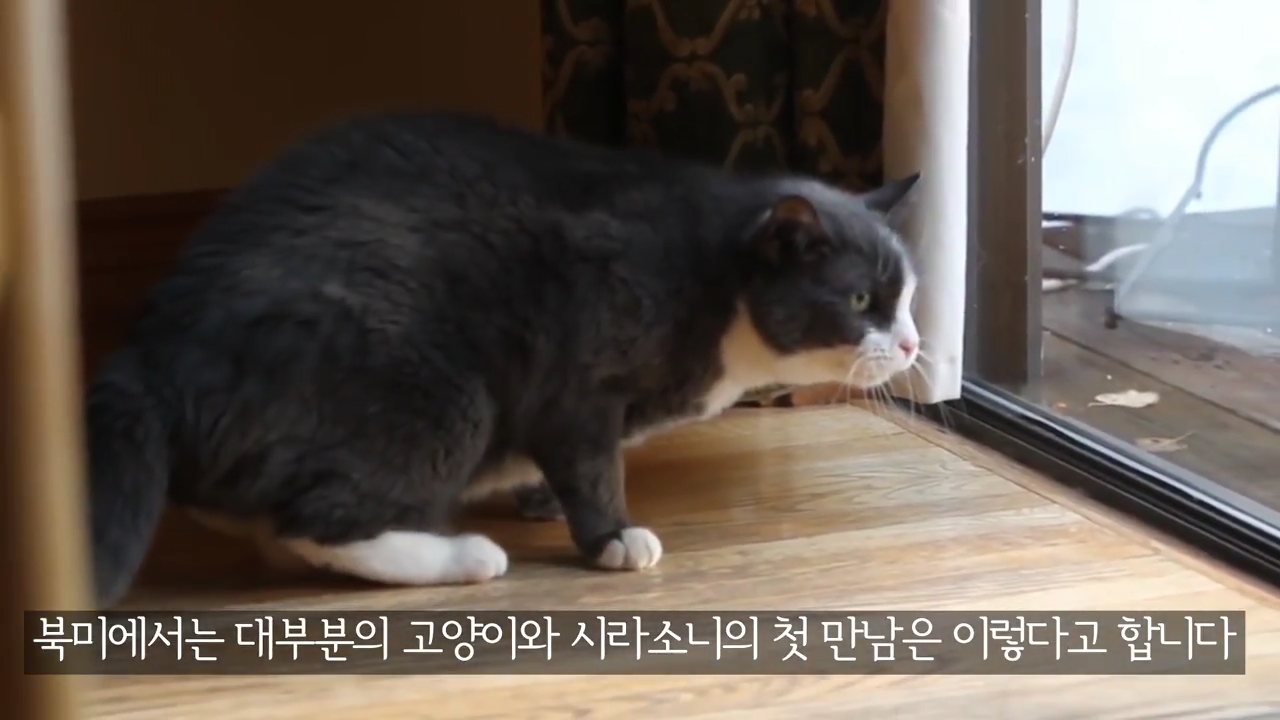 스라소니(고양이과 맹수)가 사는 동물원 우리에 빠진 길고양이.jpg | 인스티즈