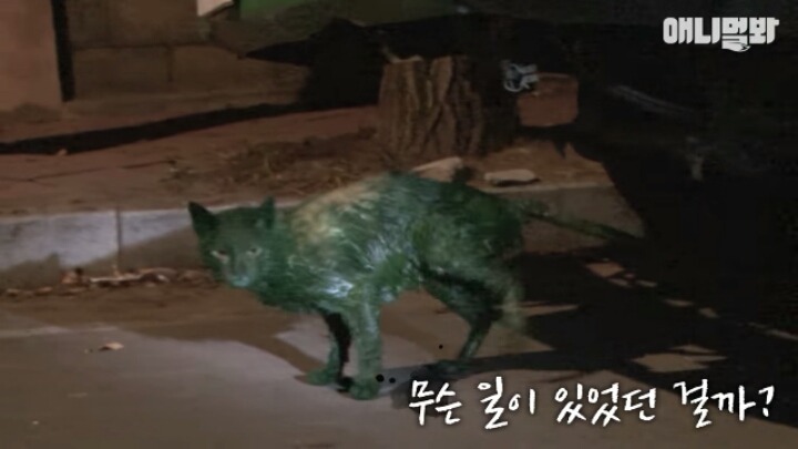 길고양이 학대하는 방법도 이젠 | 인스티즈