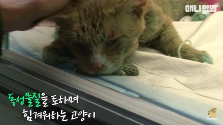 길고양이 학대하는 방법도 이젠 | 인스티즈