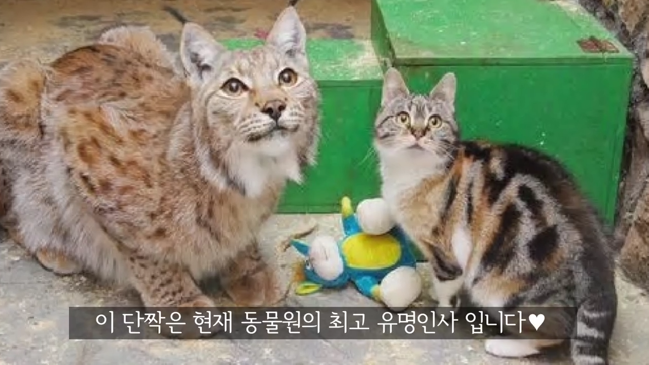 스라소니(고양이과 맹수)가 사는 동물원 우리에 빠진 길고양이.jpg | 인스티즈