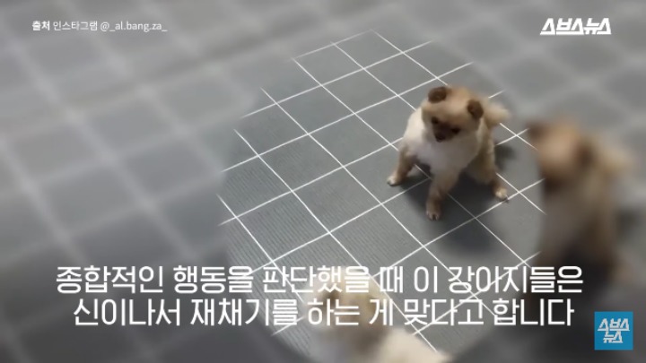 강아지가 신이 나면 재채기 하는 이유 | 인스티즈