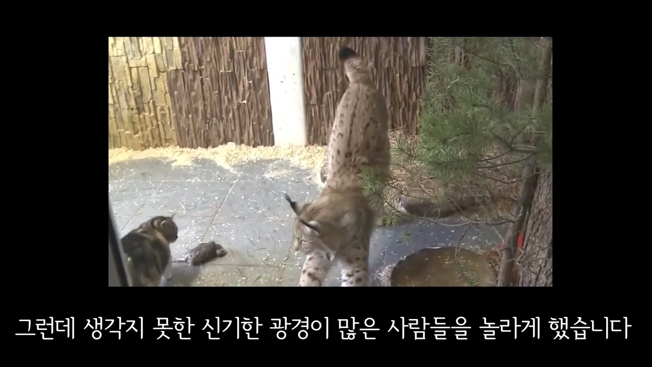 스라소니(고양이과 맹수)가 사는 동물원 우리에 빠진 길고양이.jpg | 인스티즈
