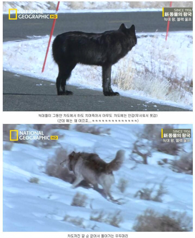 떠돌이 검은 늑대의 사랑.jpg | 인스티즈