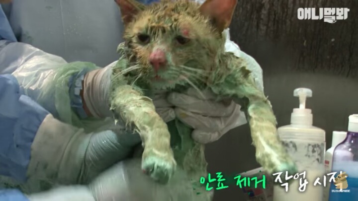 길고양이 학대하는 방법도 이젠 | 인스티즈