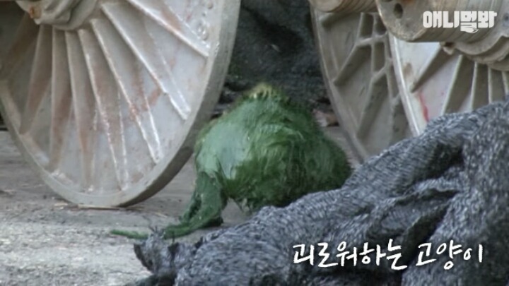 길고양이 학대하는 방법도 이젠 | 인스티즈