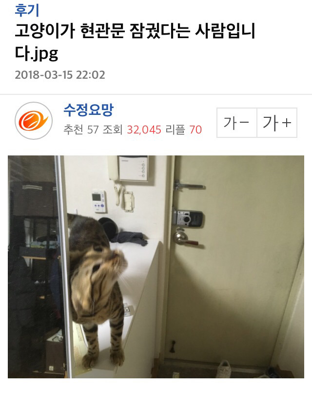 하.... 고양이가 또 대형사고 쳤네여...ㅠㅠ | 인스티즈