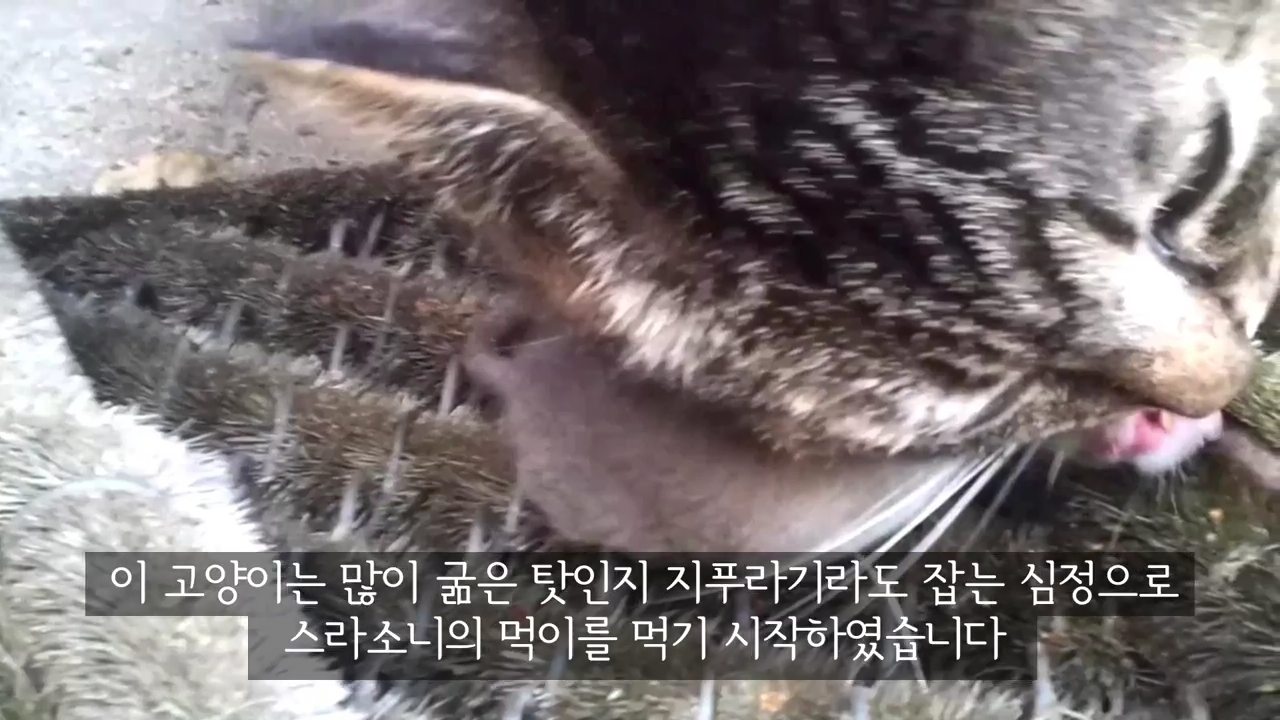 스라소니(고양이과 맹수)가 사는 동물원 우리에 빠진 길고양이.jpg | 인스티즈