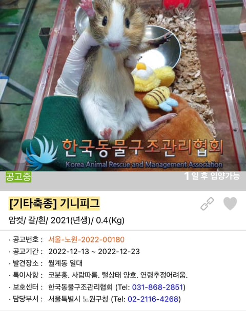 포인핸드 강아지 고양이 동물들 근황.jpg (귀여움 주의) | 인스티즈