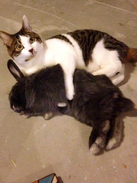 고양이와 토끼는 생각보다 사이가 좋음.jpg | 인스티즈