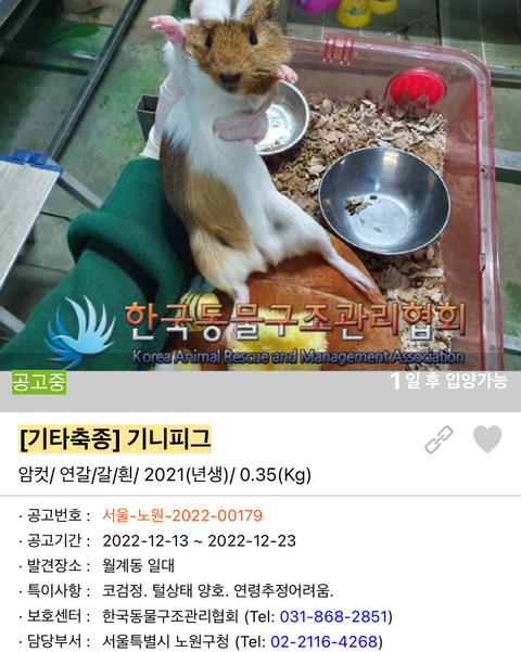 포인핸드 강아지 고양이 동물들 근황.jpg (귀여움 주의) | 인스티즈