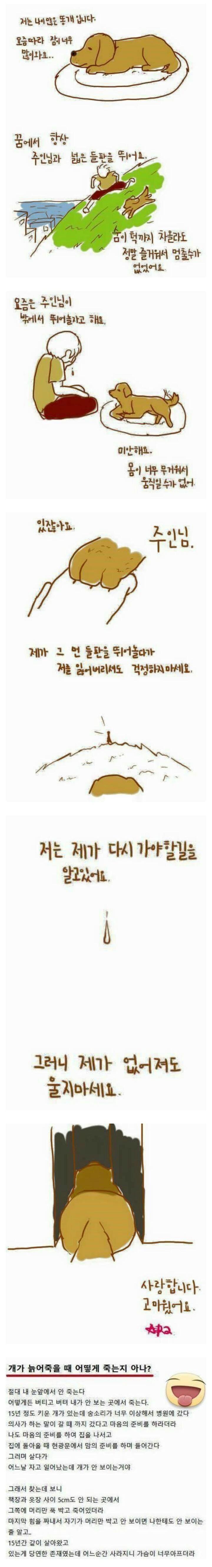 강아지가 주인과 이별하는 방법 | 인스티즈