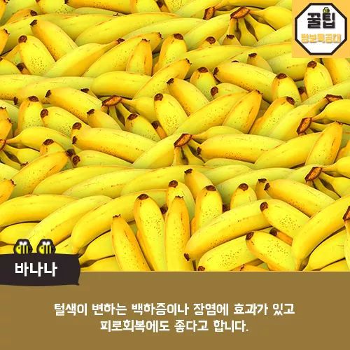 개에게 먹이면 좋은음식 | 인스티즈