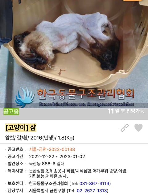 포인핸드 강아지 고양이 동물들 근황.jpg (귀여움 주의) | 인스티즈