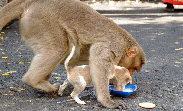 떠돌이 강아지를 돌보는 원숭이...jpg | 인스티즈