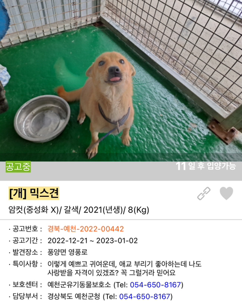포인핸드 강아지 고양이 동물들 근황.jpg (귀여움 주의) | 인스티즈