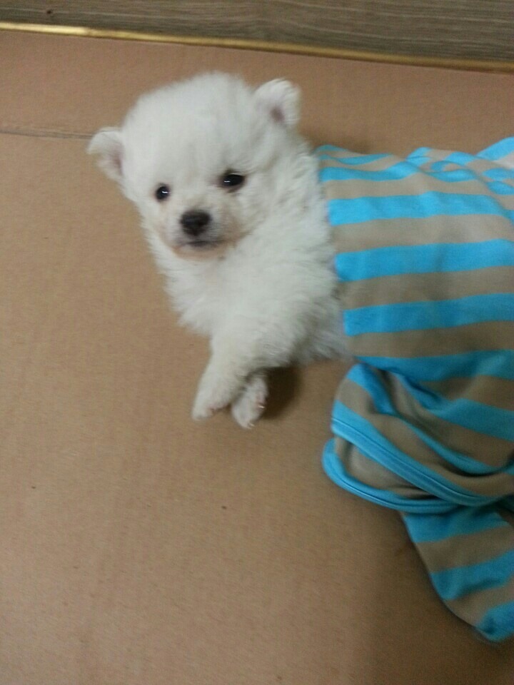 자다가 문 소리에 깬 강아지 | 인스티즈