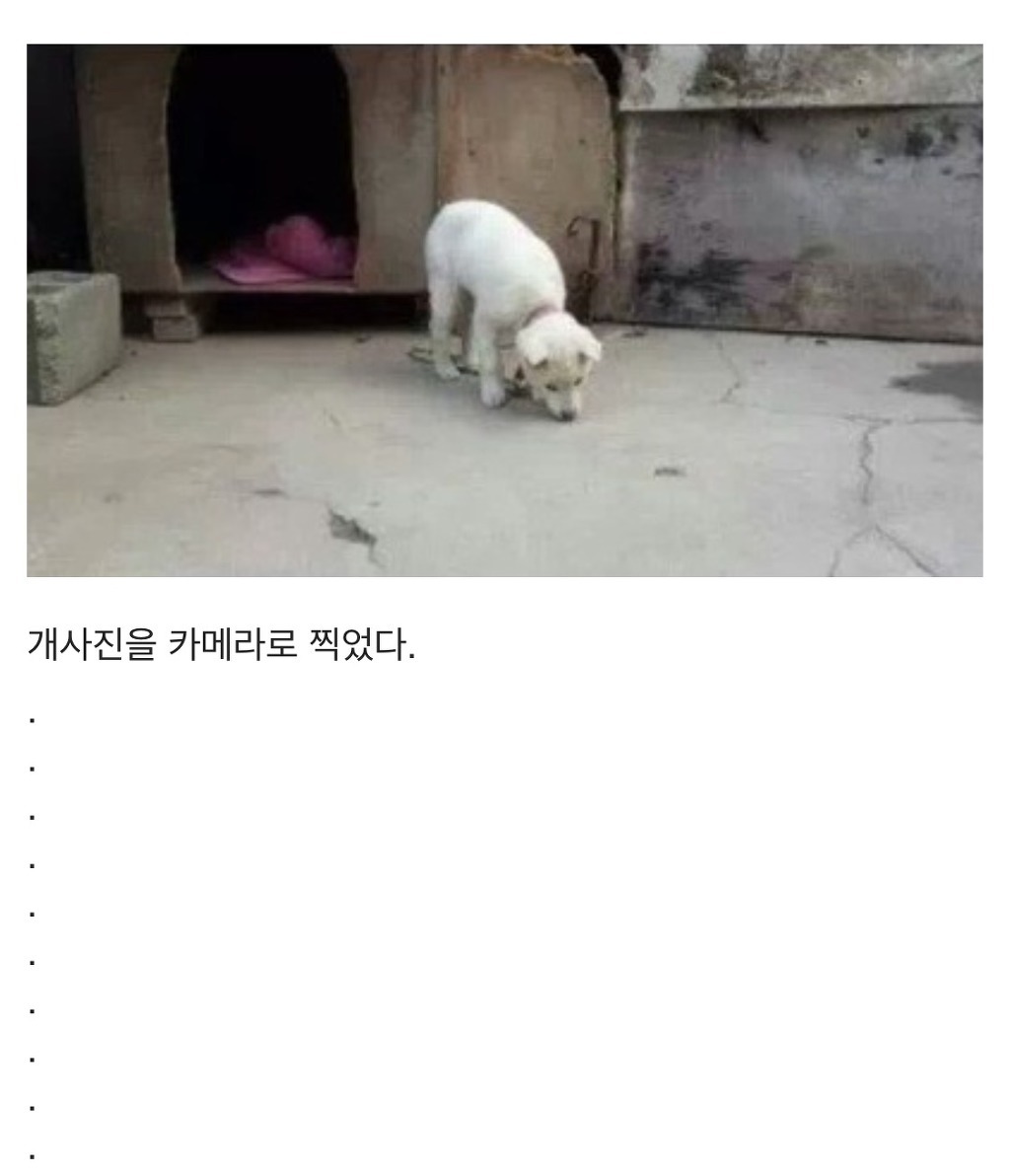카메라 엄청 의식하는 강아지 | 인스티즈