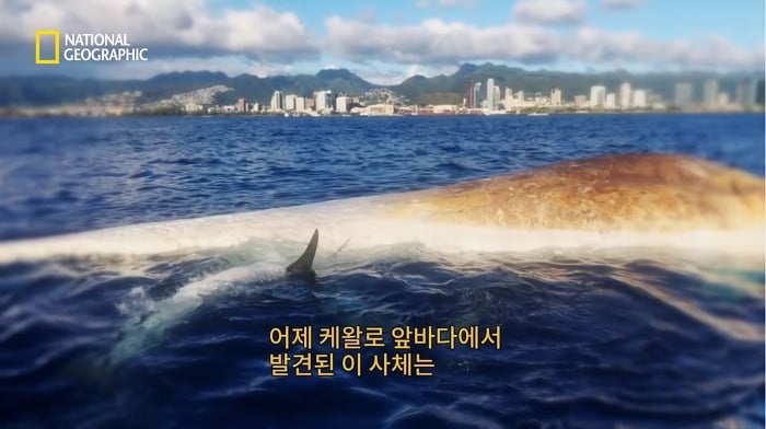 고래 먹방하던 상어들이 갑자기 사라진이유.jpggif | 인스티즈