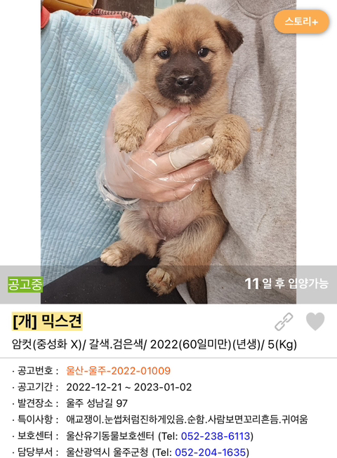 포인핸드 강아지 고양이 동물들 근황.jpg (귀여움 주의) | 인스티즈