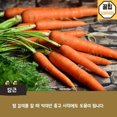개에게 먹이면 좋은음식 | 인스티즈