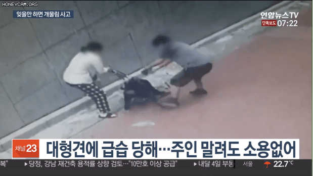 입마개 안한 로트와일러가 지나가는 행인과 강아지 공격해 강아지 15초만에 죽임 | 인스티즈