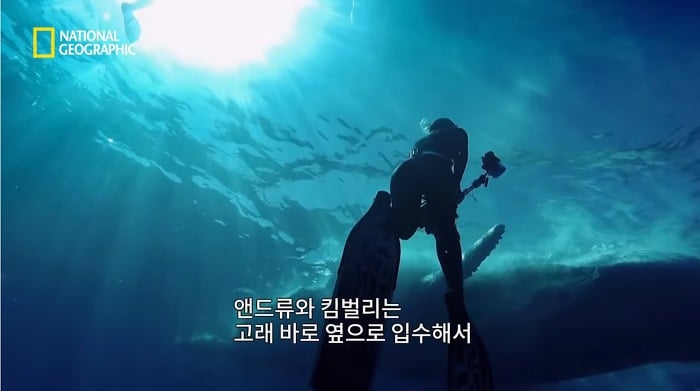 고래 먹방하던 상어들이 갑자기 사라진이유.jpggif | 인스티즈