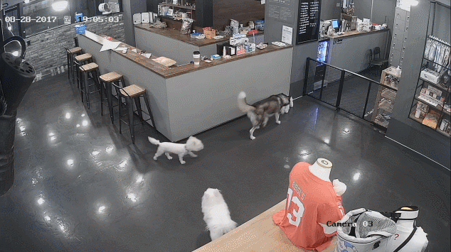 보배에서 난리난 애견카페 사건과 주인의 해명 . jpgif | 인스티즈