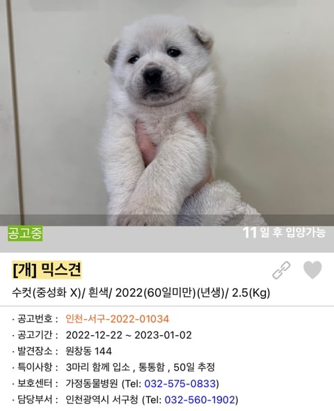 포인핸드 강아지 고양이 동물들 근황.jpg (귀여움 주의) | 인스티즈