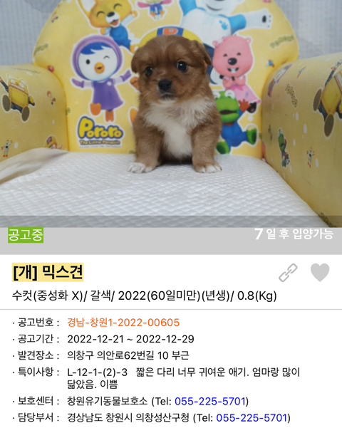 포인핸드 강아지 고양이 동물들 근황.jpg (귀여움 주의) | 인스티즈