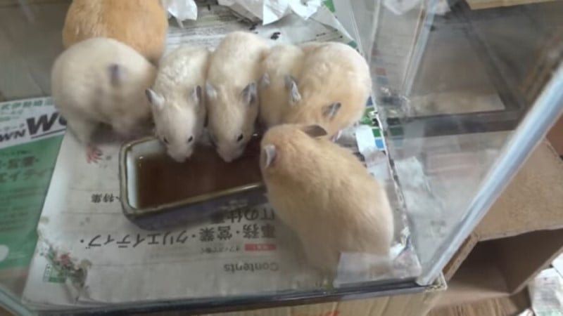 햄스터를 학대하는 인기 동물유튜버 (혐오주의) | 인스티즈