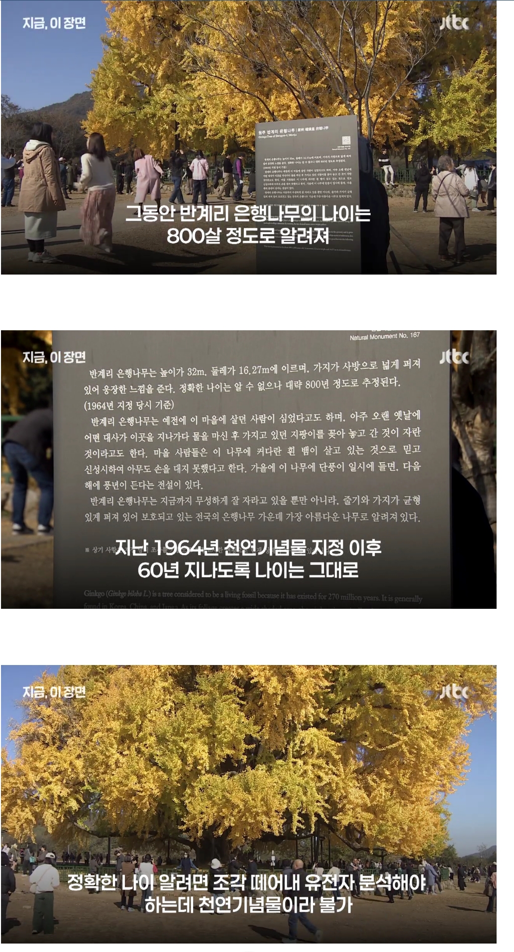 원주 반계리 은행나무의 나이는 800살이 아니었다 | 인스티즈