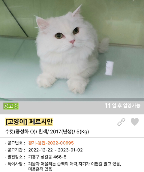 포인핸드 강아지 고양이 동물들 근황.jpg (귀여움 주의) | 인스티즈