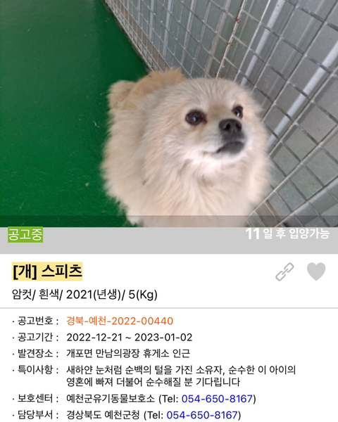 포인핸드 강아지 고양이 동물들 근황.jpg (귀여움 주의) | 인스티즈