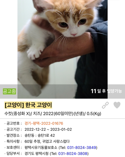 포인핸드 강아지 고양이 동물들 근황.jpg (귀여움 주의) | 인스티즈