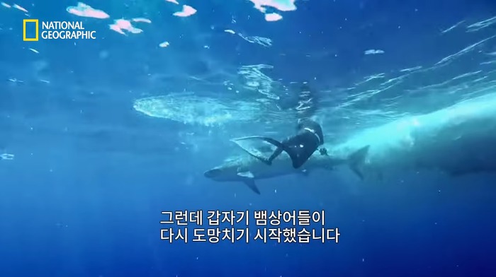 고래 먹방하던 상어들이 갑자기 사라진이유.jpggif | 인스티즈