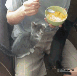 집사놈아 나도 좀 먹자 냥!.gif | 인스티즈