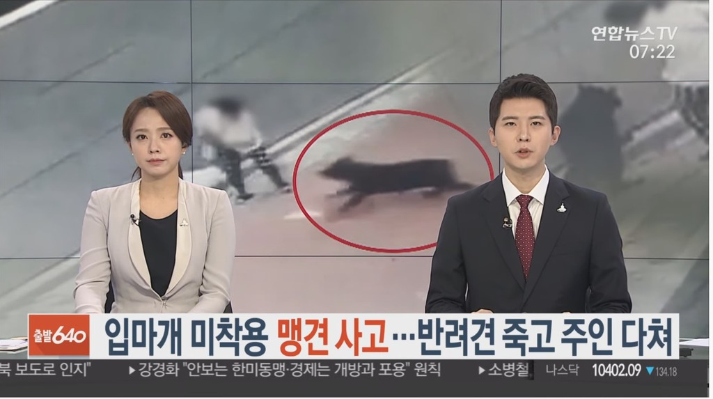 입마개 안한 로트와일러가 지나가는 행인과 강아지 공격해 강아지 15초만에 죽임 | 인스티즈