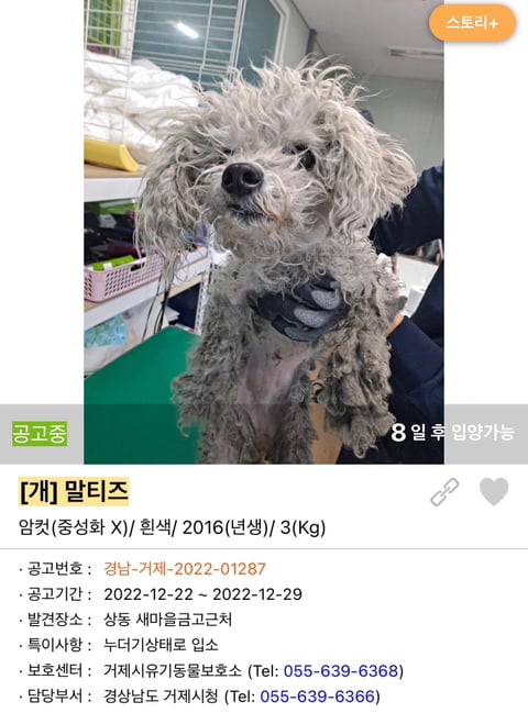 포인핸드 강아지 고양이 동물들 근황.jpg (귀여움 주의) | 인스티즈