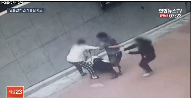 입마개 안한 로트와일러가 지나가는 행인과 강아지 공격해 강아지 15초만에 죽임 | 인스티즈