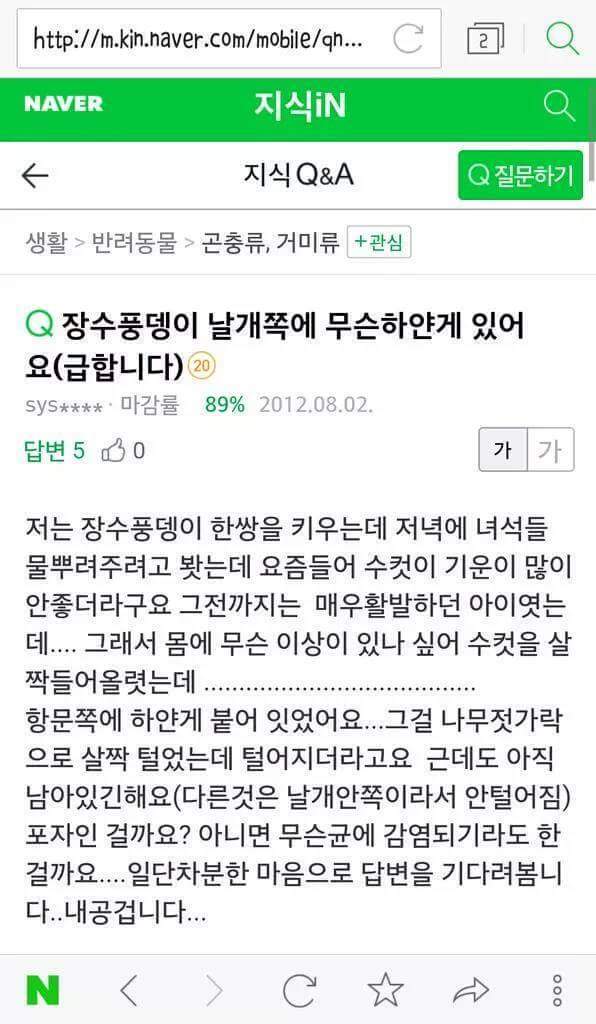 장수풍뎅이 날개쪽에 무슨 하얀게 있어요 | 인스티즈