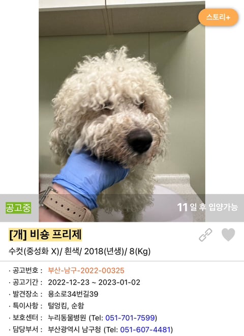 포인핸드 강아지 고양이 동물들 근황.jpg (귀여움 주의) | 인스티즈