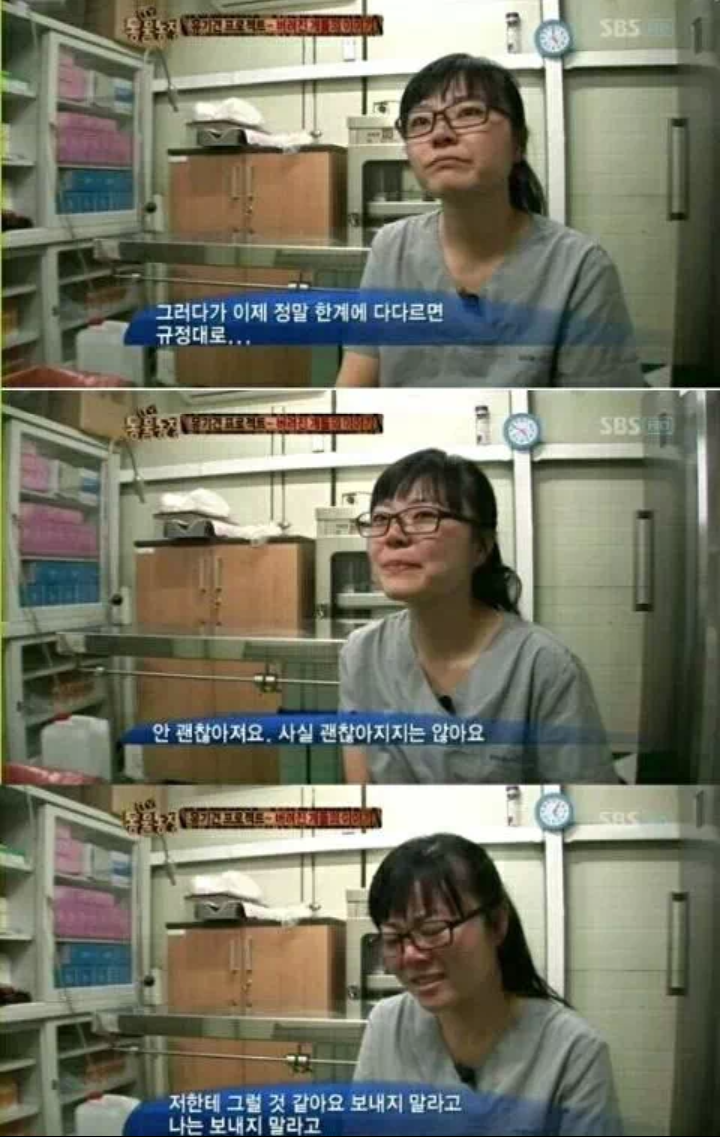 유기견을 안락사시키는 수의사들의 심정.... | 인스티즈