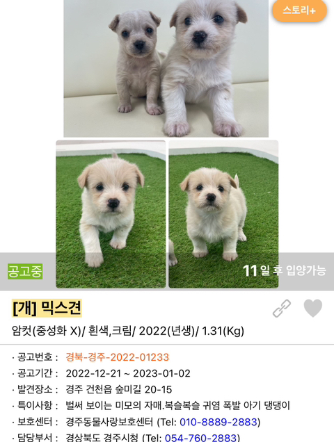 포인핸드 강아지 고양이 동물들 근황.jpg (귀여움 주의) | 인스티즈